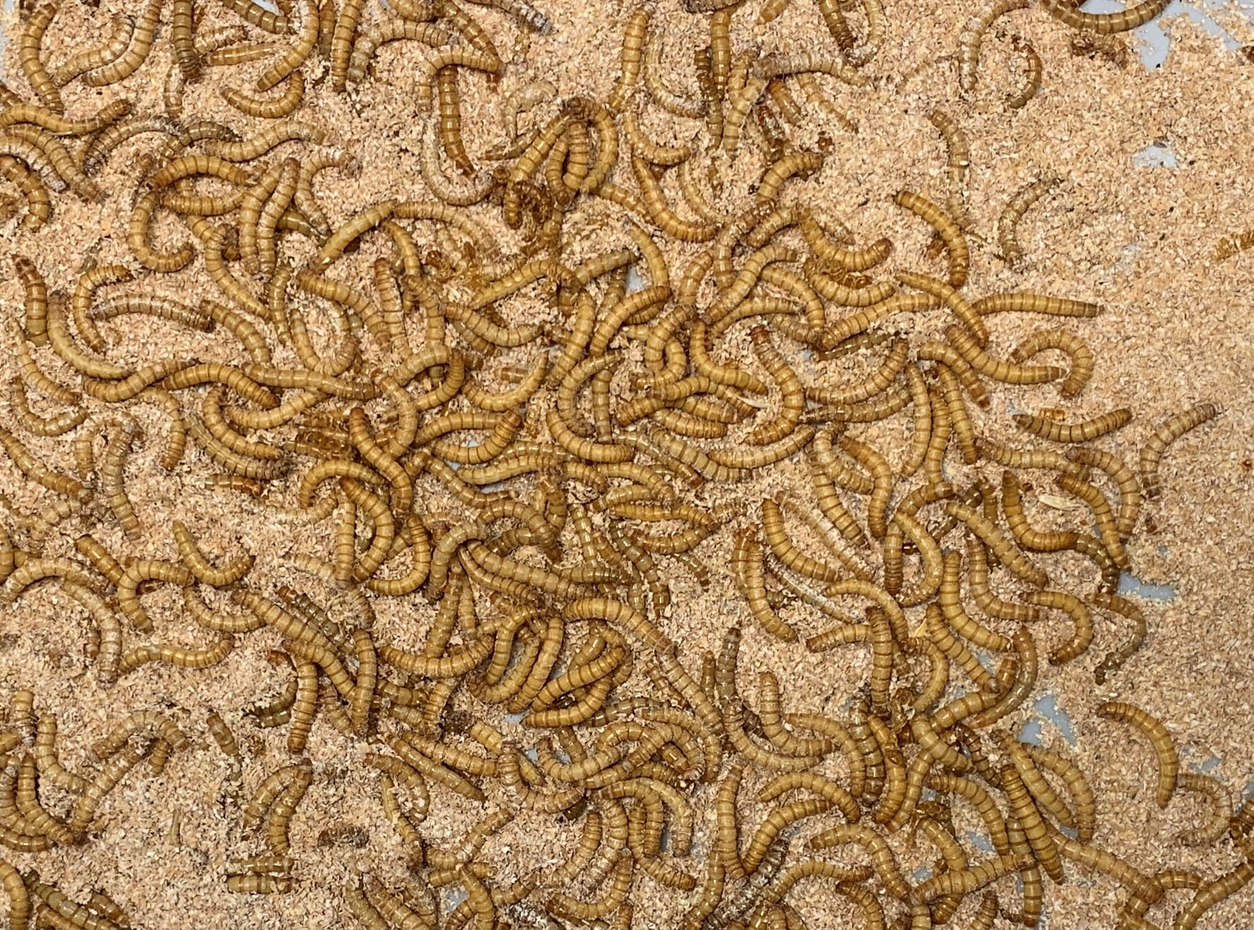 dilepix-tenebrio-molitor-1