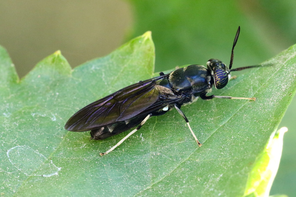 black-soldier-fly-surveillance-insectes