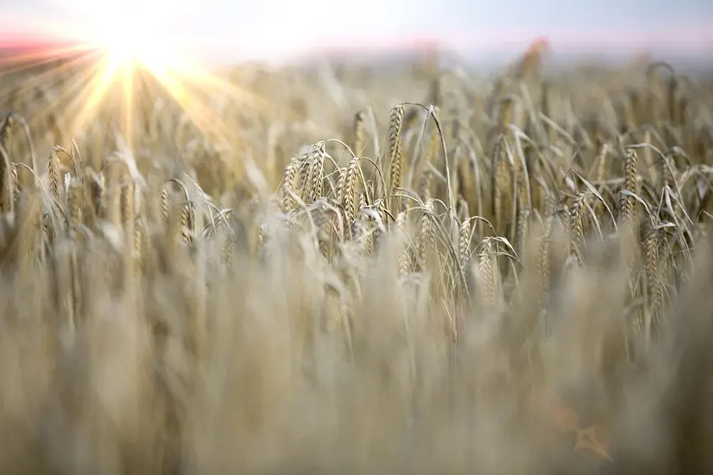 Fresh crops at sunrise on a summers morning-1