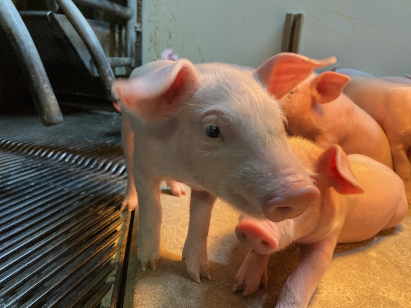 Sow in a breeding cage