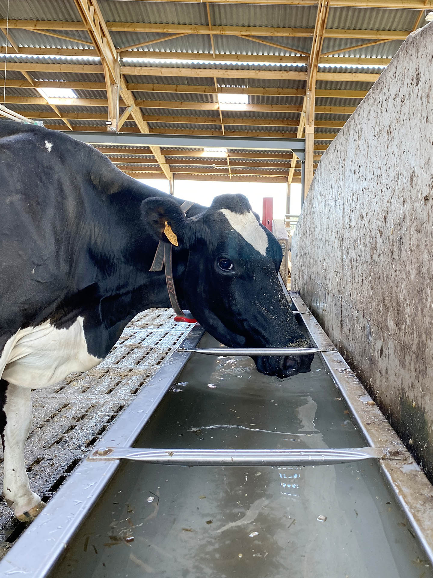Cow drinking water from a watering trough