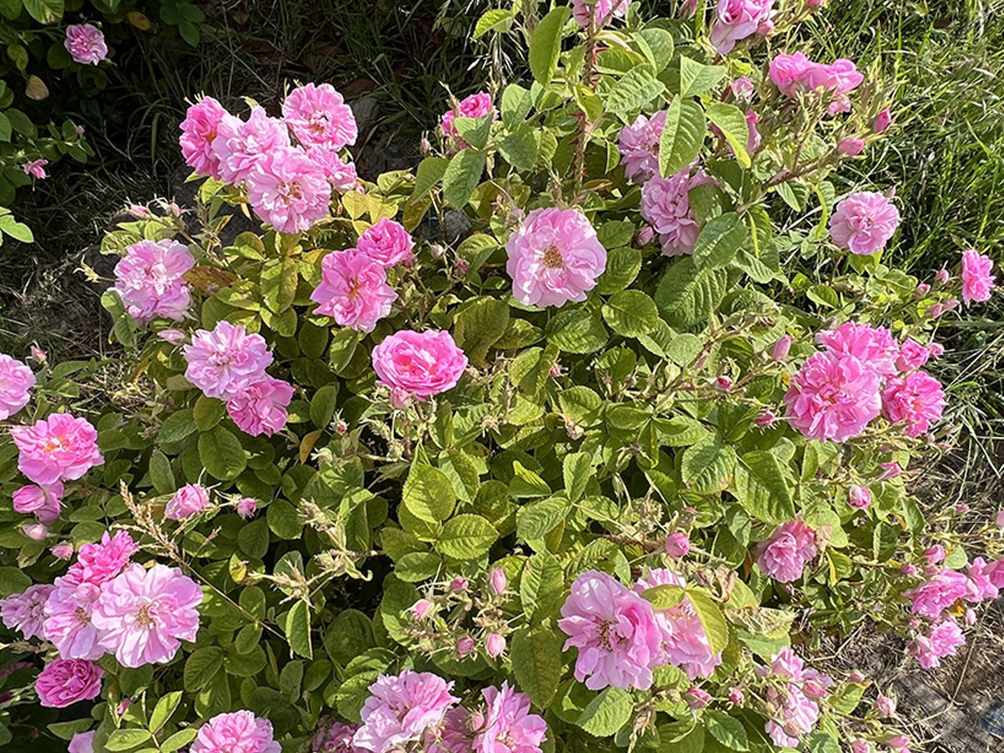 rose maimycophyto dilepix