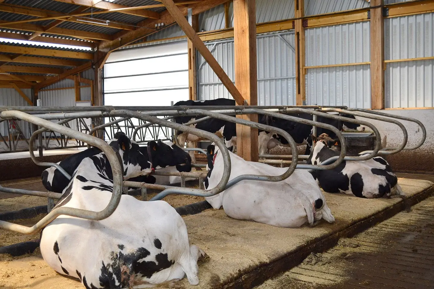 Vaches dans un bâtiment d'élevage