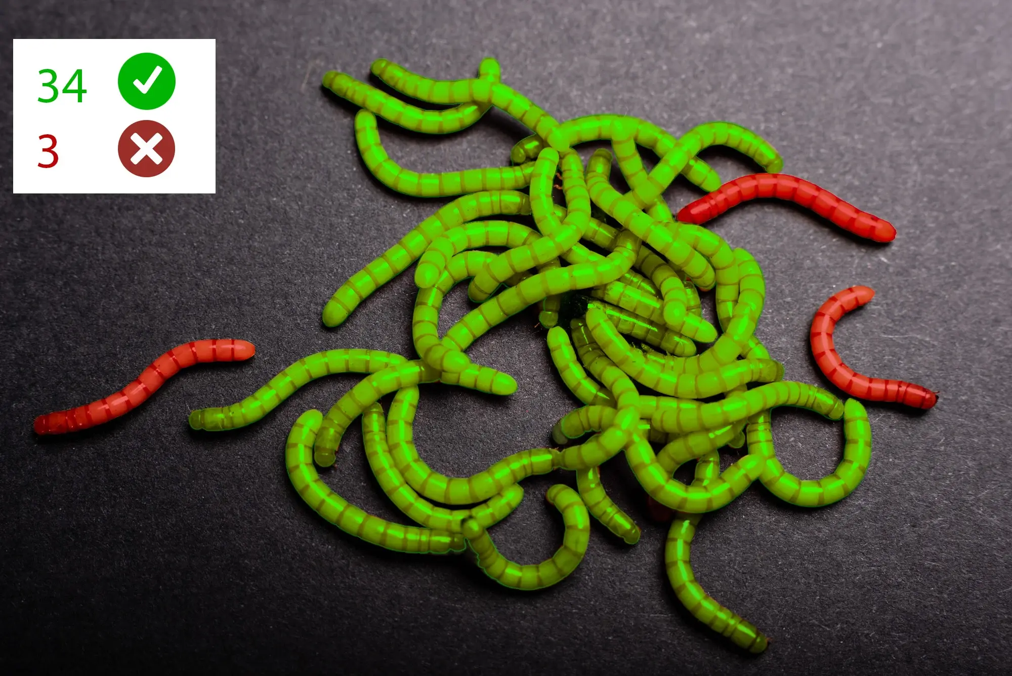 comptage-automatique-taux-mortalite-larves-tenebrio-molitor-Dilepix