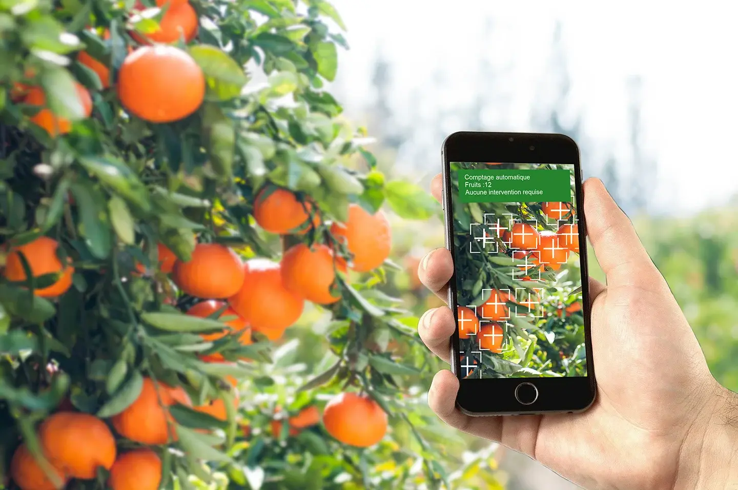 comptage-fruits-arboriculture