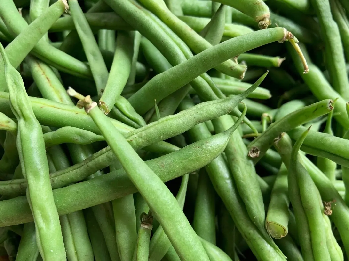 Haricots verts