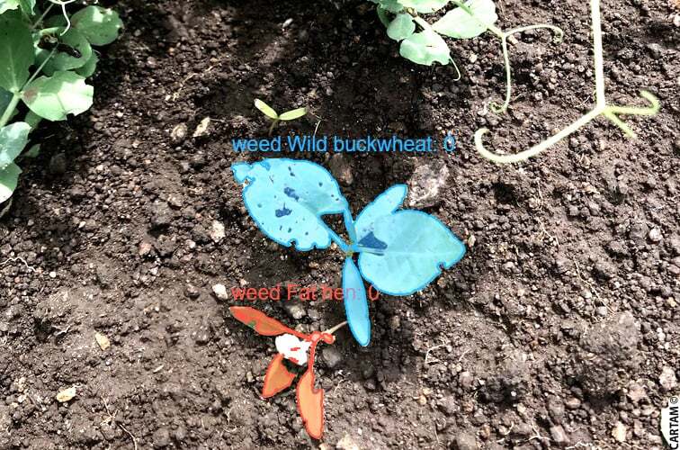 detection automatique adventices petits pois