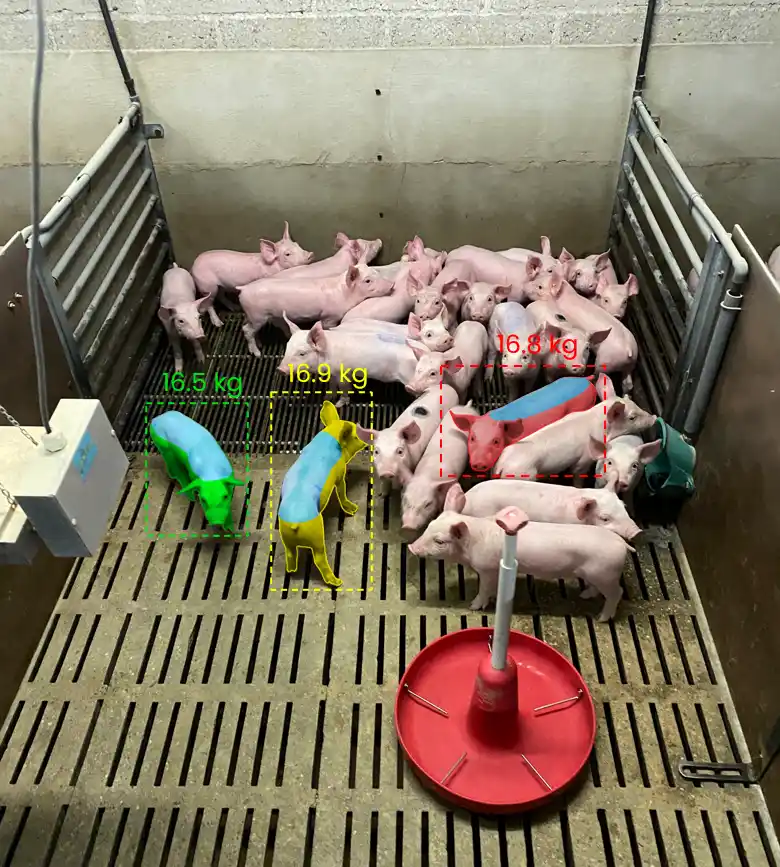 detection-poids-porcs-Dilepix