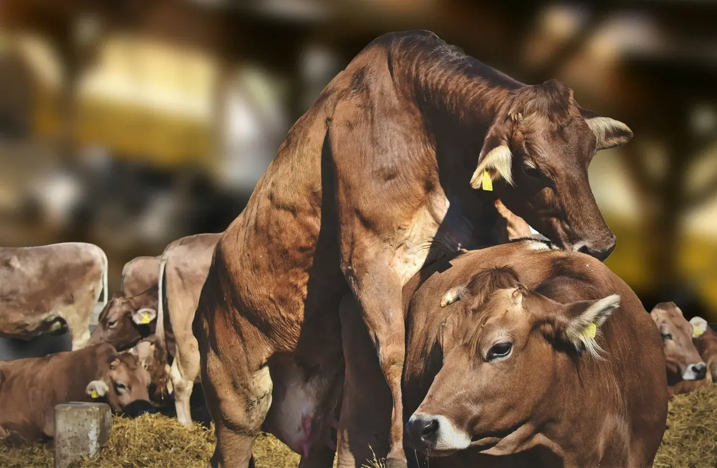 Vaches en reproduction