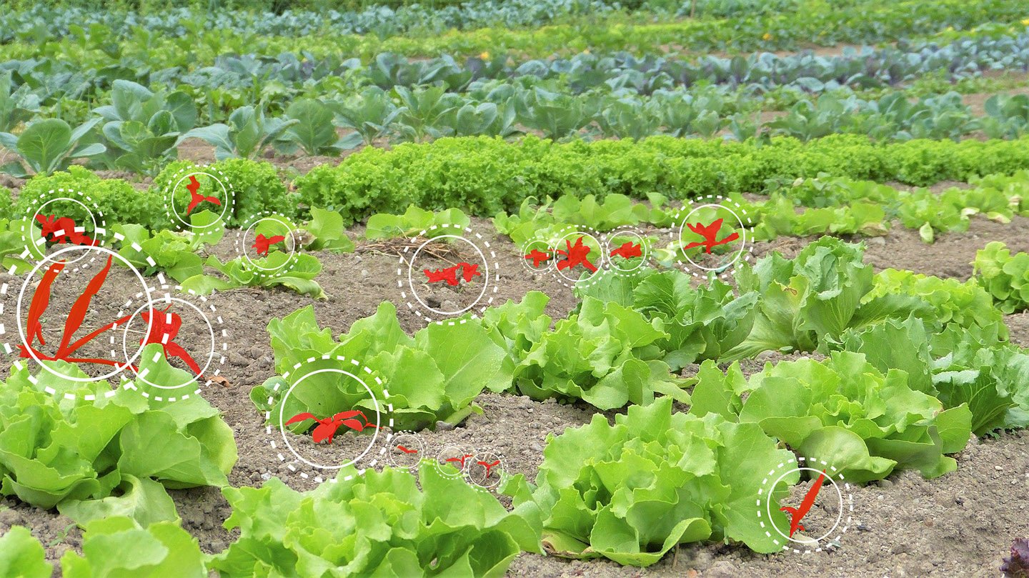Détection d'adventices sur des salades dans une production