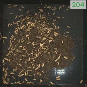 dilepix-larvae-counting300x300