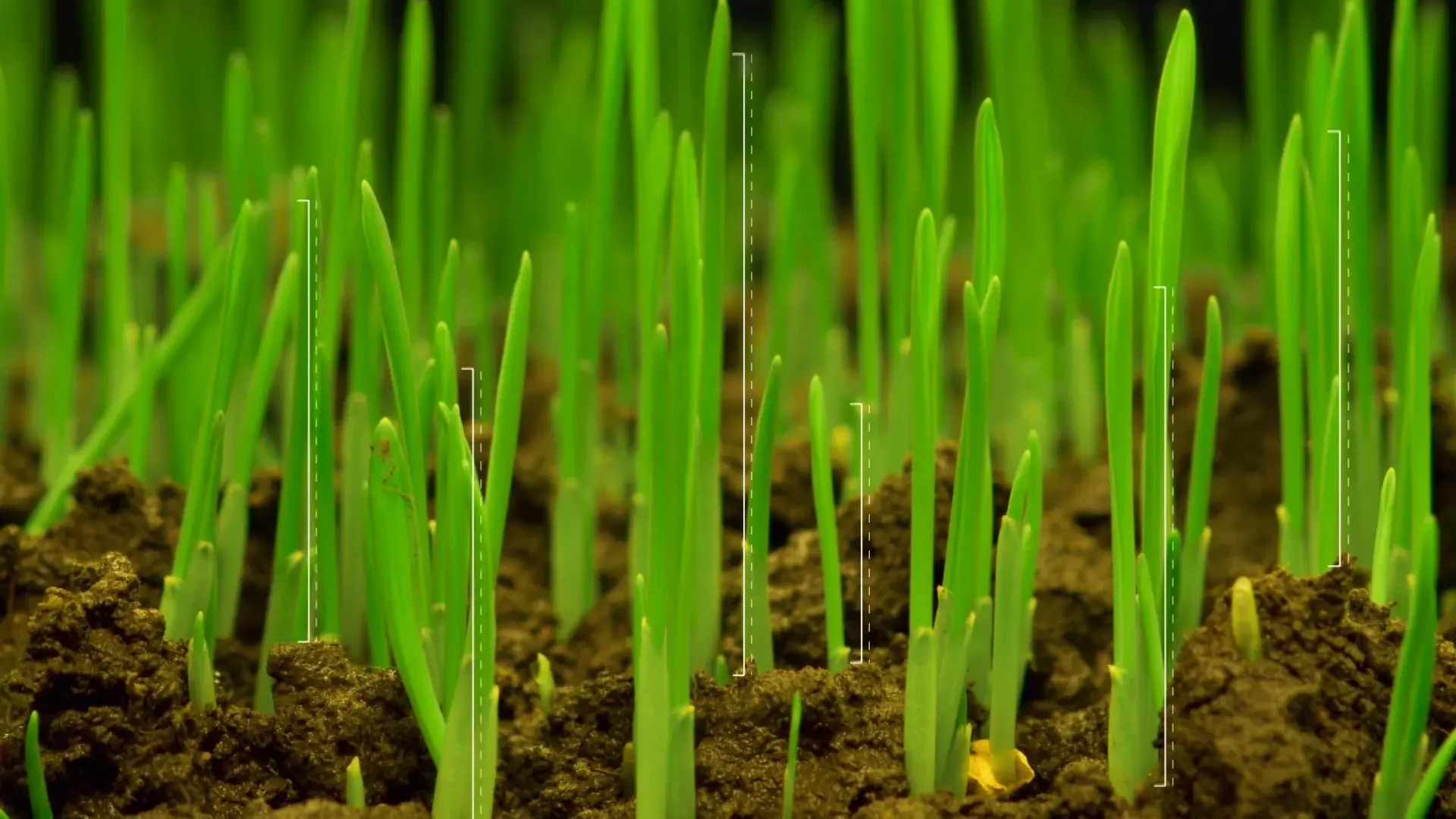 Détection du stade de levée des cultures