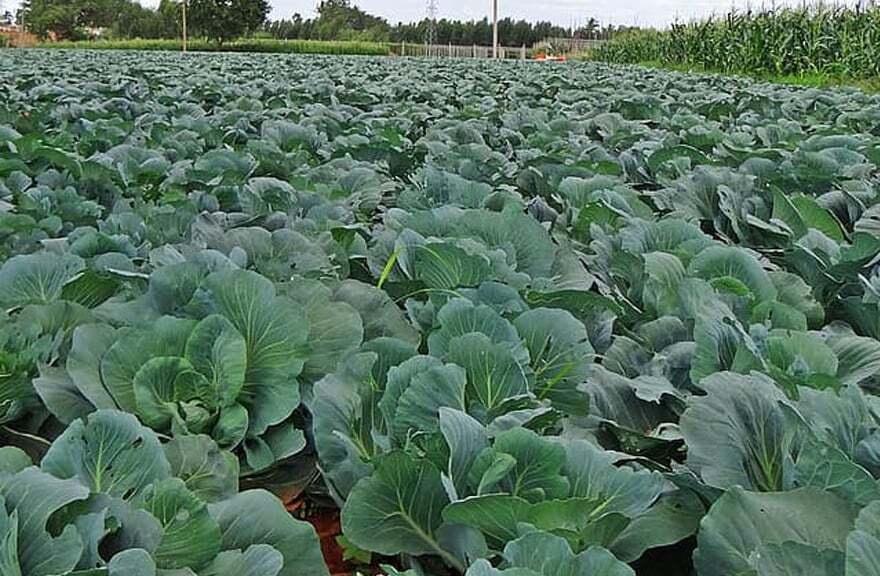 Choux dans un maraîchage