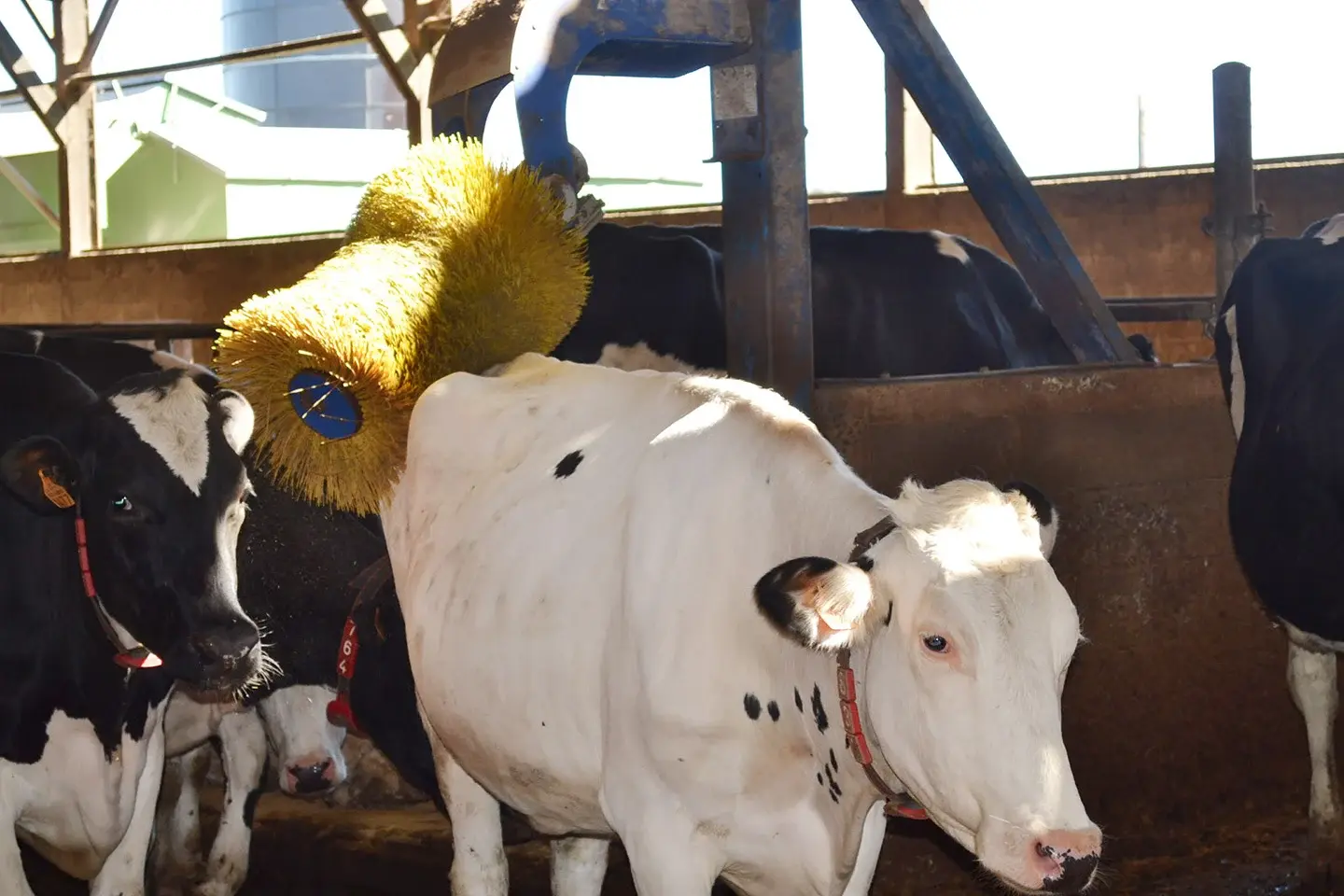 Automatic robot brushing a cow