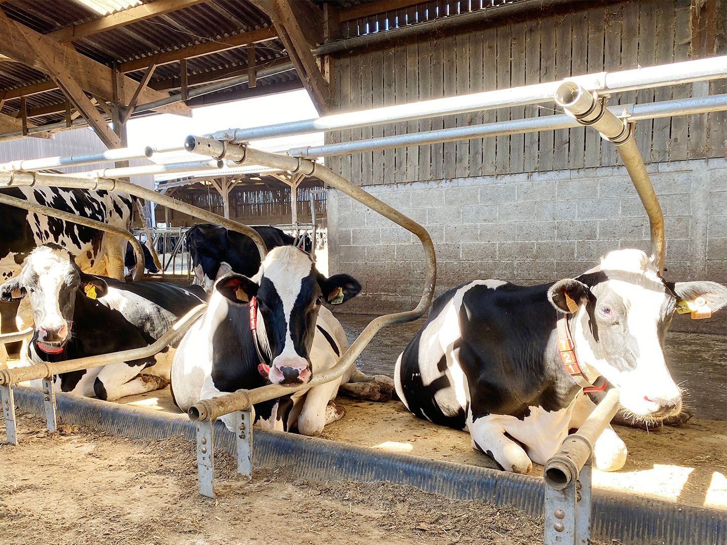 rumination-time-measure-dilepix