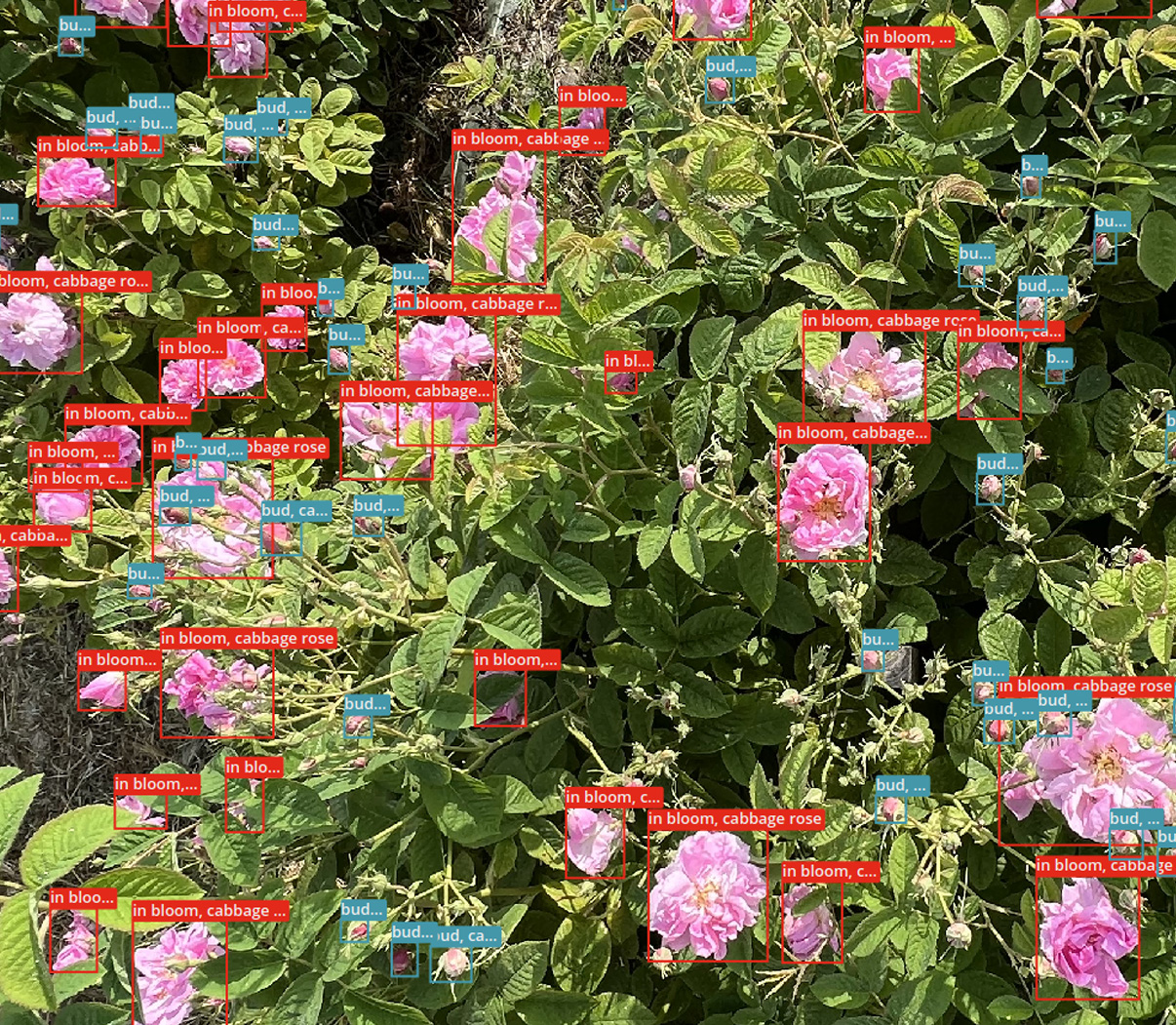 mycophyto-dilepix-yield-forecast