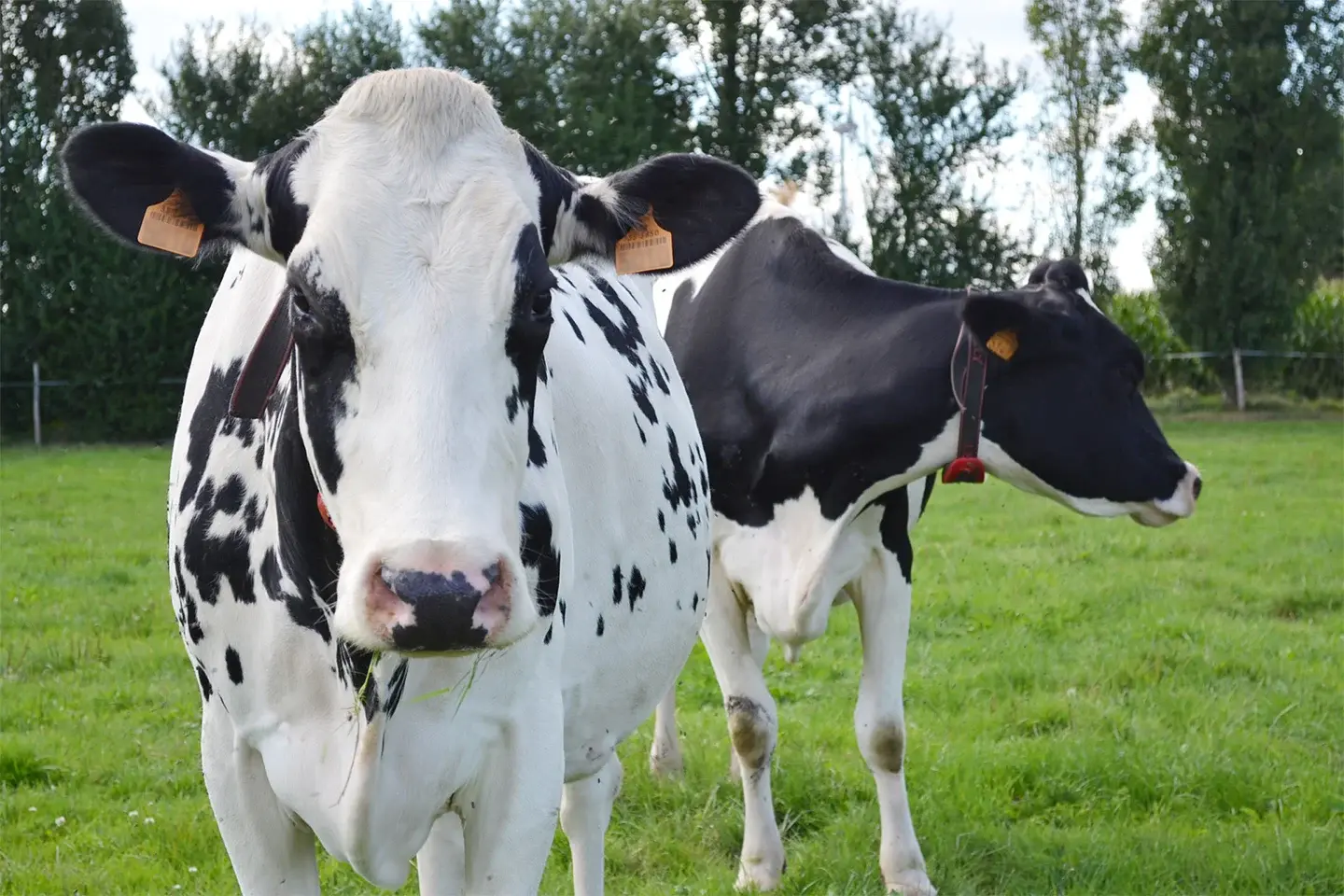 wellfare-cows-Dilepix