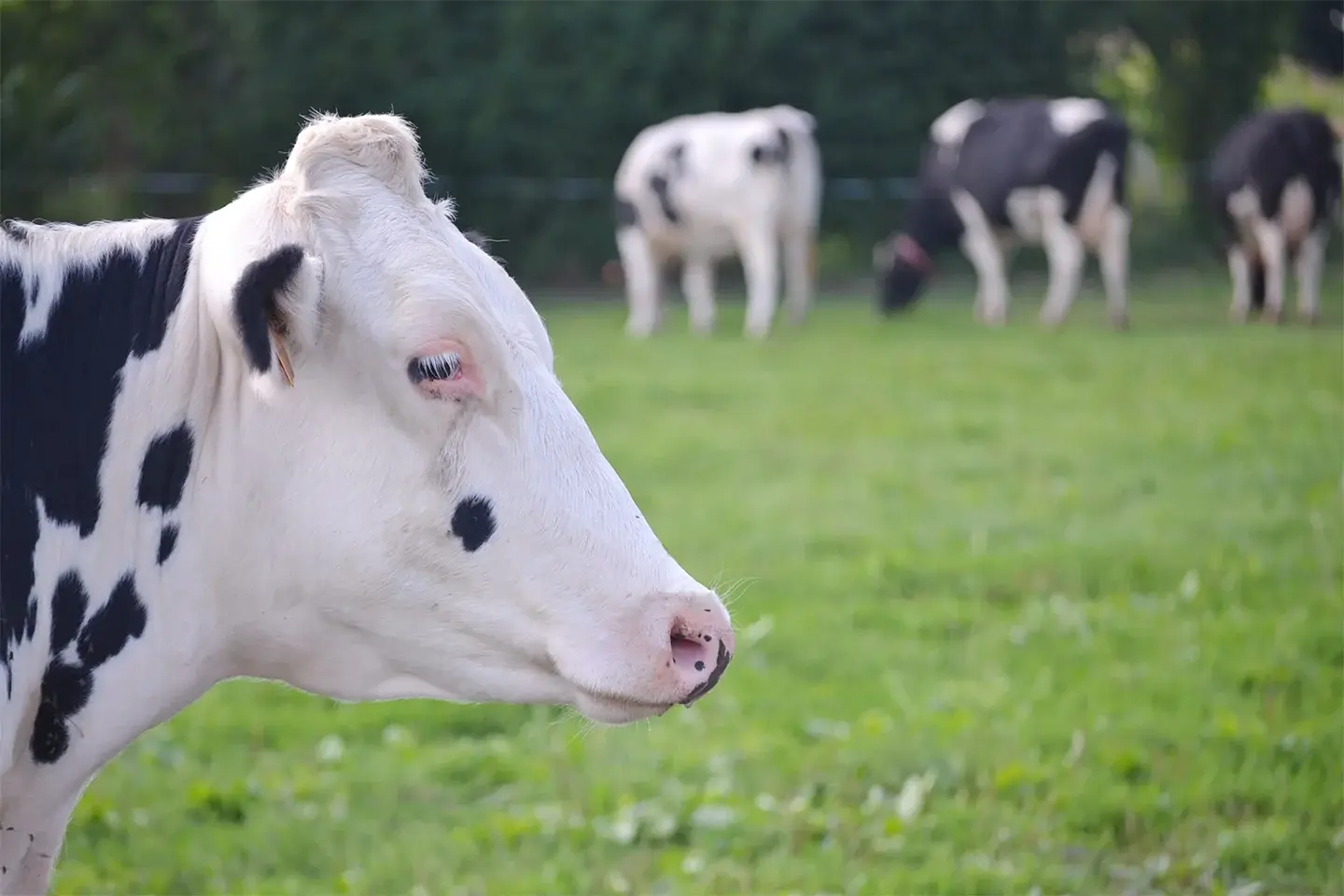 rumination-time-measure-dilepix