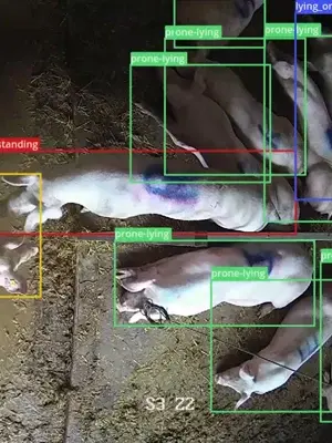 pig-activity-dilepix300x400