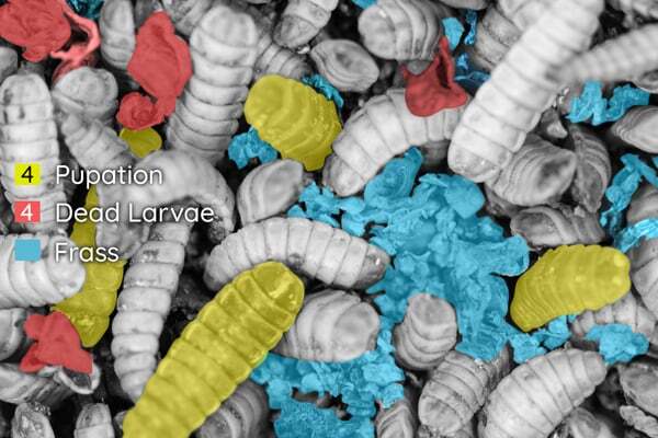 pupation-BSF-insectes