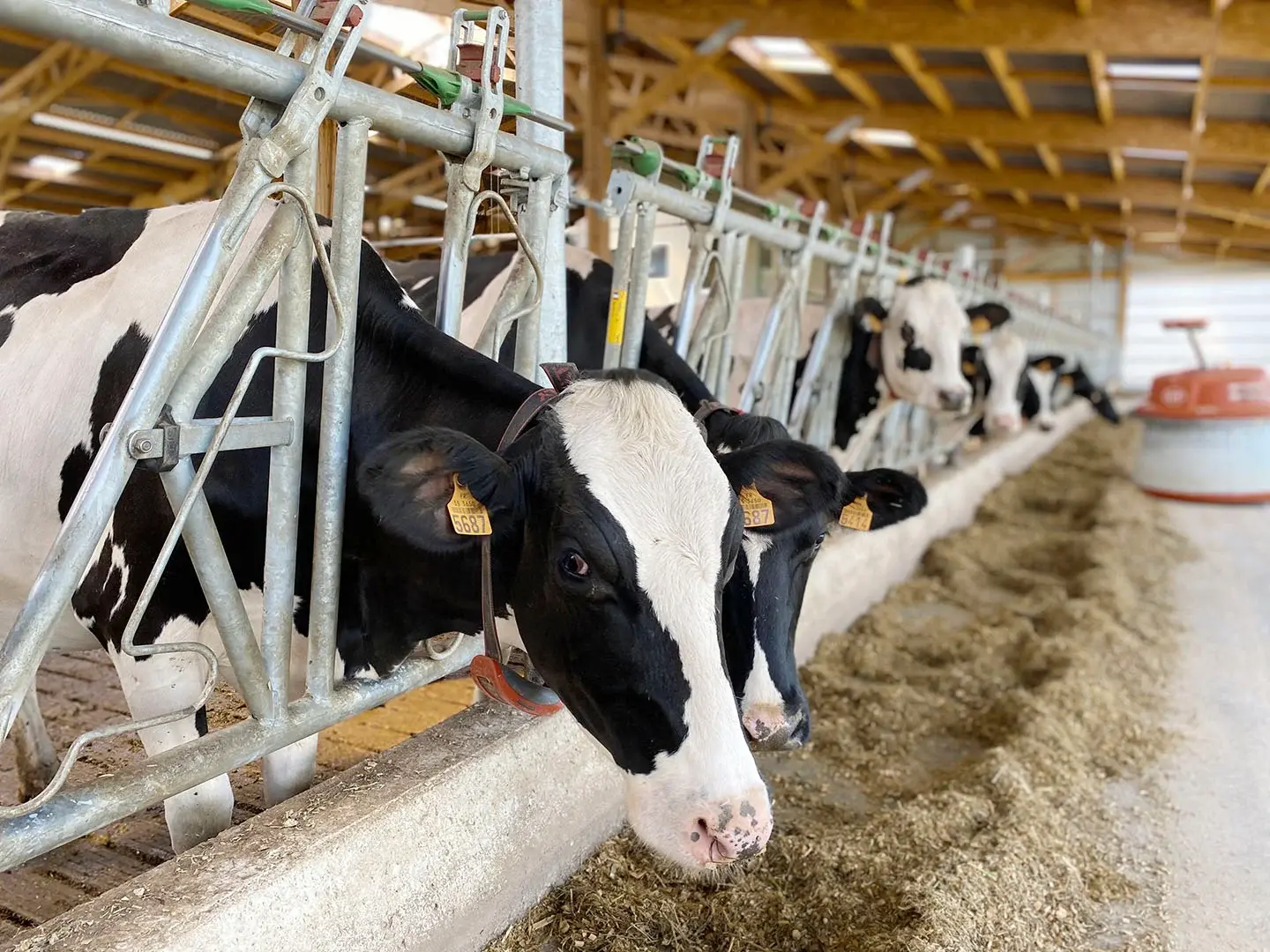 robotization-pusher-fodder-livestock