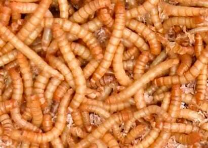 tenebrio-molitor-larves-3_from-Wikipedia - Copie-1