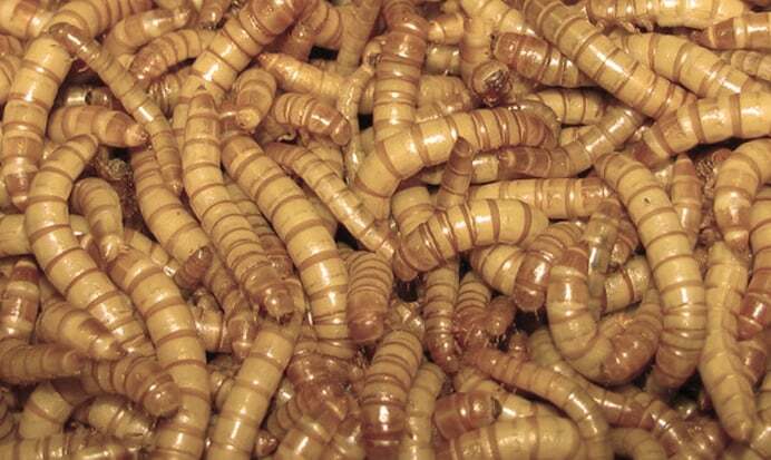 tenebrio-molitor