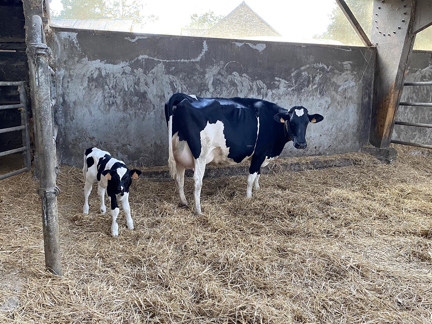 Vache avec son veau