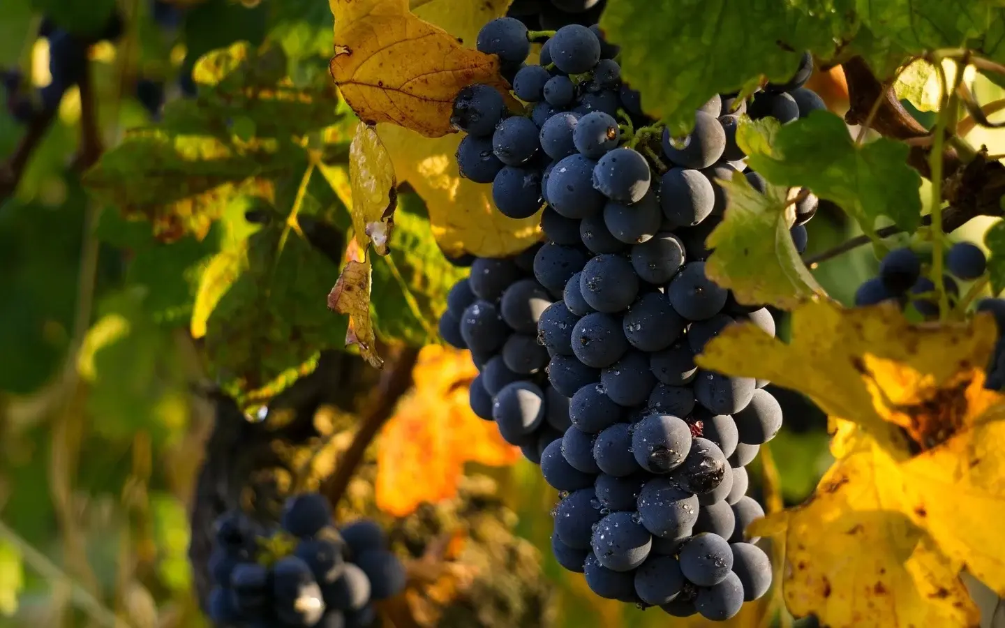 Grappe de raisin noir dans un vignoble