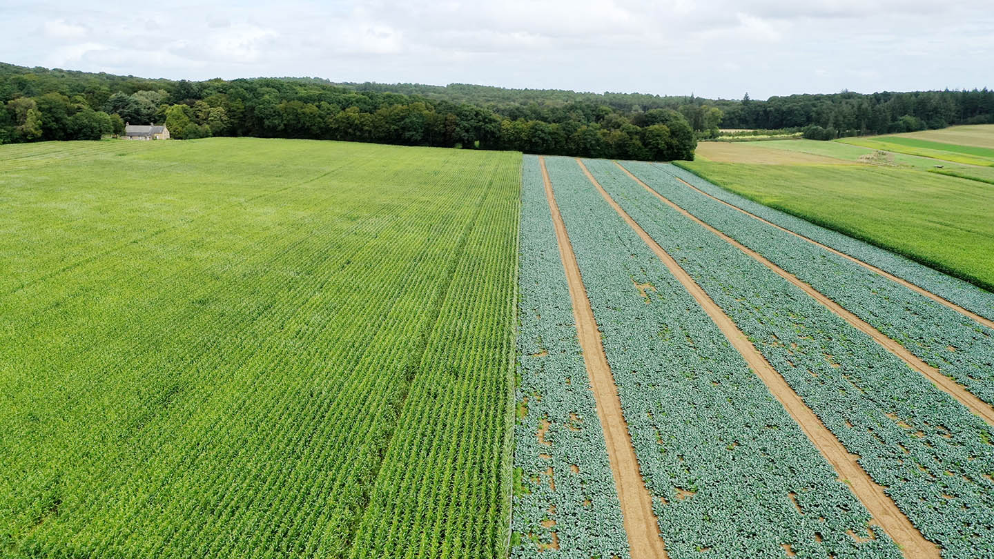 Vue par drone sur une production de poireaux et de haricots