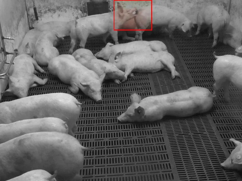 Dilepix_tail_biting_3