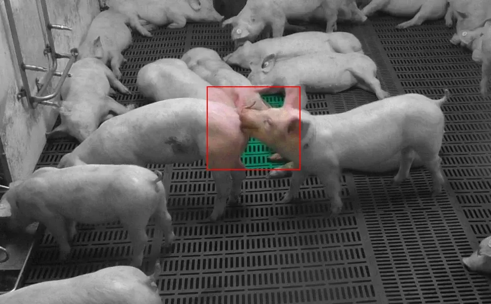 Dilepix_tail_biting_3