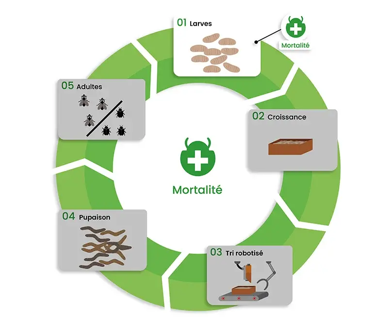 Etape-mortalite-insectes-dilepix