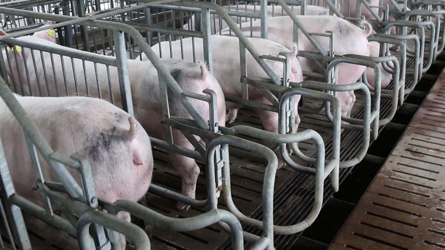 camera-thermique-detection-dilepix