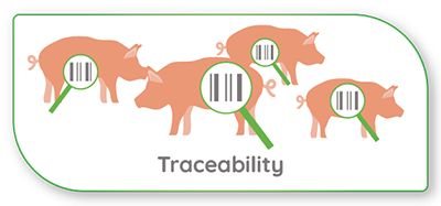 Pig-traceability