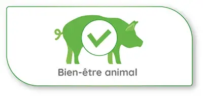 Porc-bien-etre-animal-dilepix