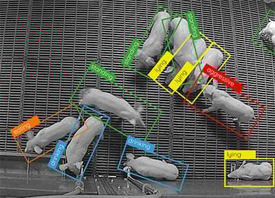 activite-porc-box-dilepix