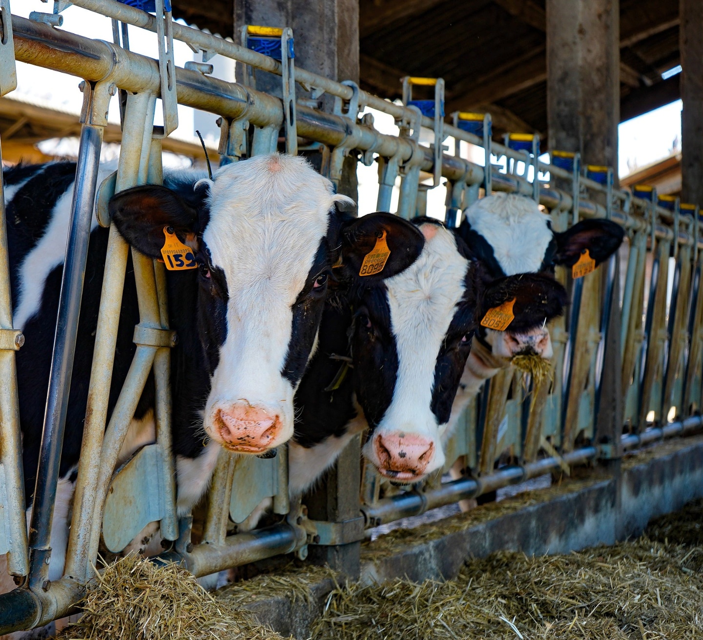 Cows eating hay in a stable
