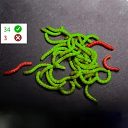 comptage-automatique-taux-mortalite-larves-tenebrio-molitor-Dilepix