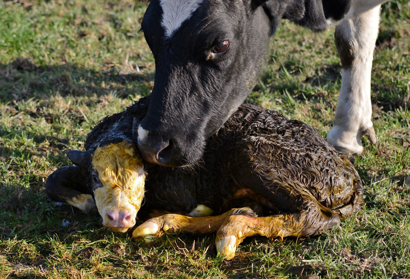 Cows eating hay in a stable
