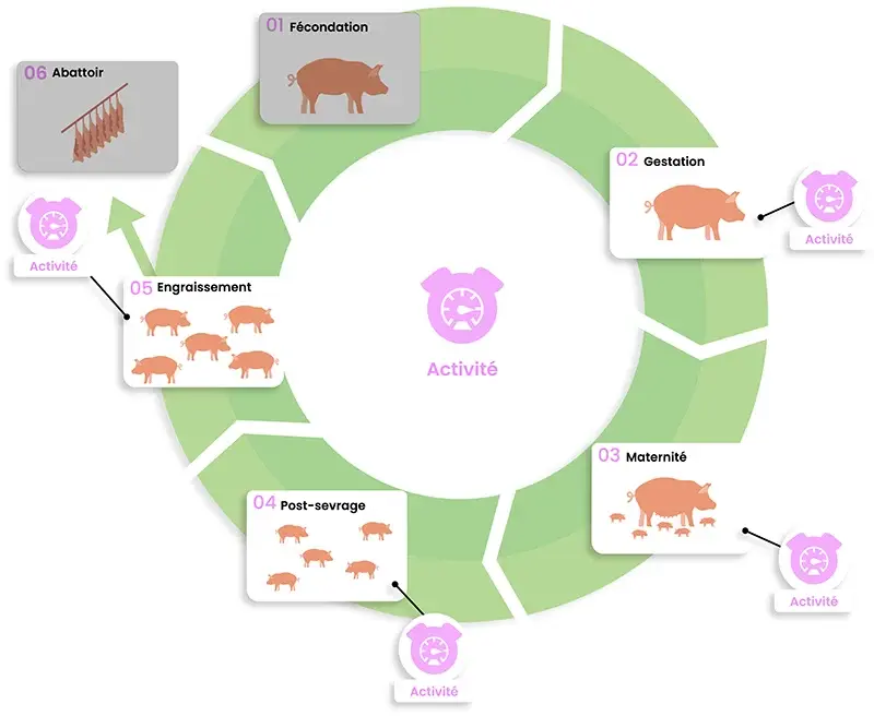 dilepix-porcs-activite-FR