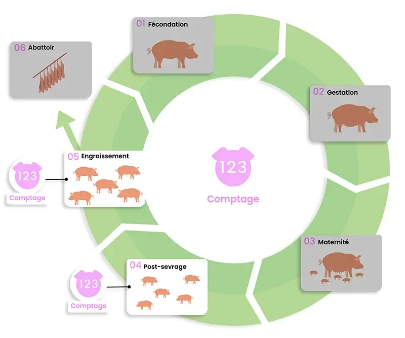 dilepix-porcs-comptage-FR