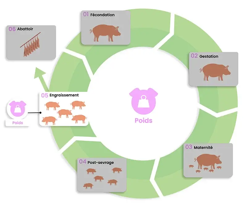 dilepix-porcs-poids-FR