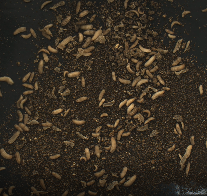 dilepix-solution-count-pupa-black-soldier-fly