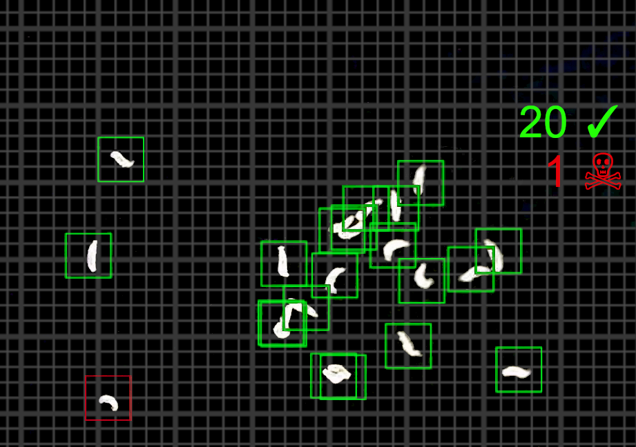comptage tenebrio molitor