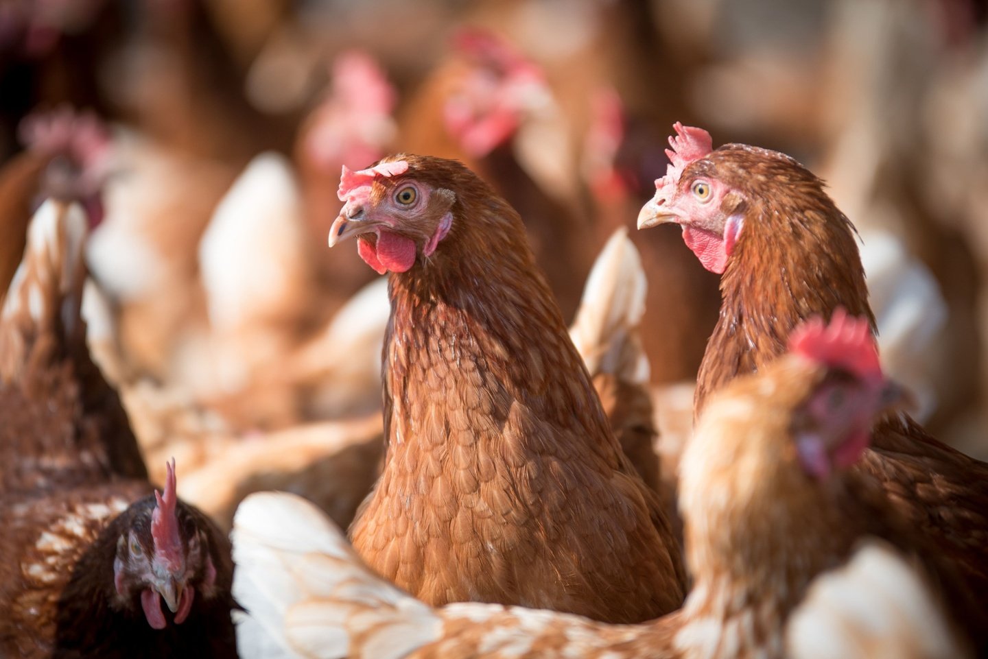 Hens in a livestock building