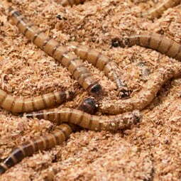 larves-tenebrion-dilepix