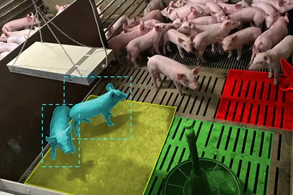 mesure-activite-porcelets-dilepix-1