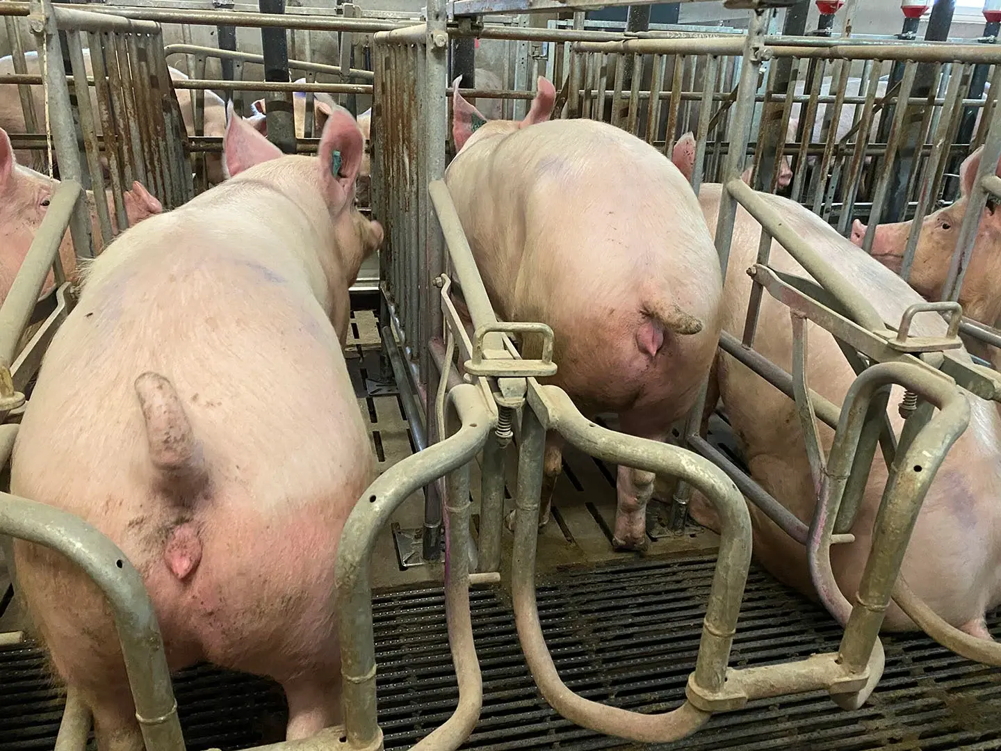 porc-suivi-sante-dilepix