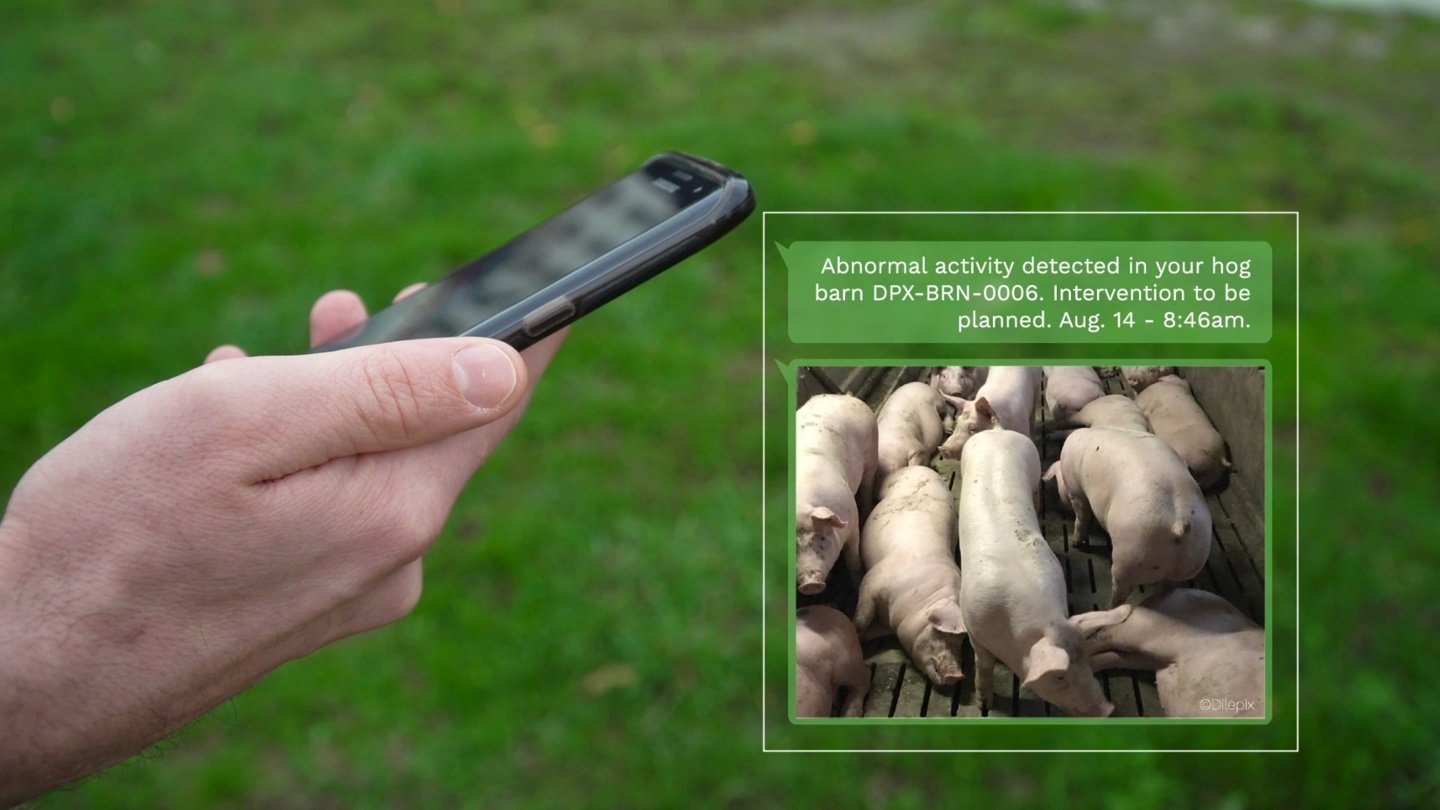 Automatic remote monitoring of a pig farm on smartphone